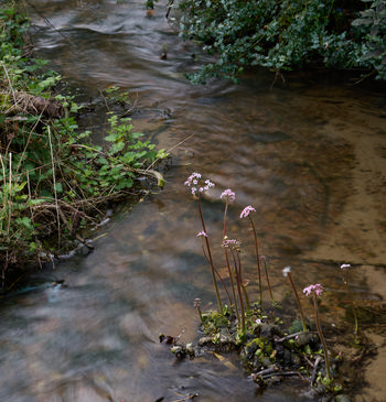 This landscape photograph features Indian Rhubarb growing beside a small stream, their tall pink flower clusters standing upright among the green foliage. The river flows gently through the scene, its clear water reflecting the soft light of a spring morning. Plants along the riverbank add vibrancy and texture to the composition, while the delicate Indian Rhubarb provides a natural focal point. The setting is tranquil, with the river and surrounding plants creating a harmonious springtime atmosphere.
